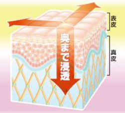 奥まで浸透