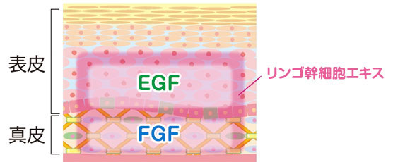 アンチエイジングケア・幹細胞ケア成分｜表皮で働くEGF、真皮で働くFGF、両方で働くリンゴ幹細胞エキス