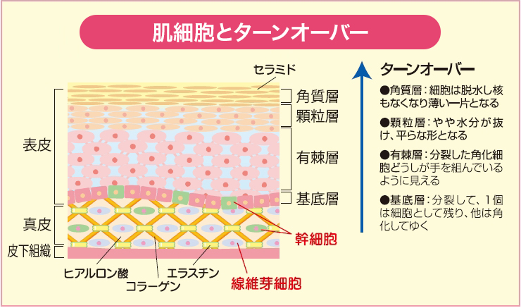 肌細胞とターンオーバー