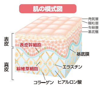 肌の模式図