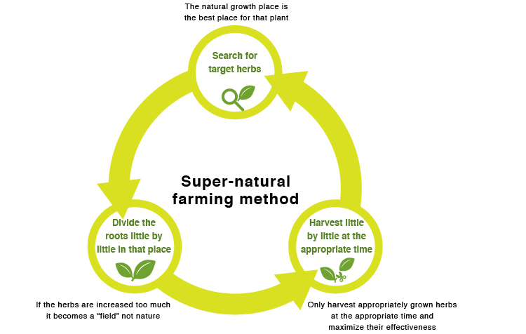 Super-natural farming method 
Search for target herbs
The natural growth place is the best place for that plant
Divide the roots little by little in that place
If the herbs are increased too much it becomes a “field” not nature
Harvest little by little at the appropriate time
Only harvest appropriately grown herbs at the appropriate time and maximize their effectiveness