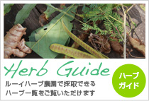 Herb Guide ハーブガイド ルーイハーブ農園で採取できるハーブ一覧をご覧いただけます