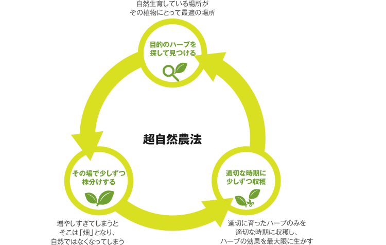 超自然農法 目的のハーブを探して見つける 自然生育している場所がその植物にとって最適の場所 その場で少しずつ株分けする 増やしすぎてしまうとそこは「畑」となり、自然ではなくなってしまう 適切な時期に少しずつ収穫 適切に育ったハーブのみを最適な時期に収穫し、ハーブの効果を最大限に生かす