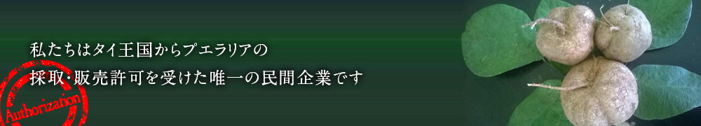 私たちはタイ王国からプエラリアの採取・販売許可を受けた唯一の民間企業です