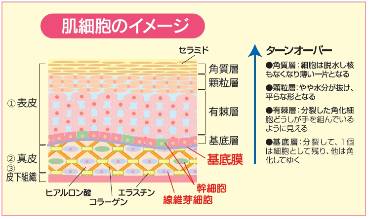 肌細胞のイメージ