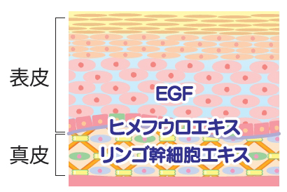 アンチエイジング 肌細胞ケア成分